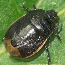 Legnotus limbosus